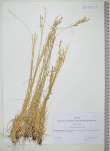 KHA4885, Овсяница ложнобороздчатая Drobow, Сибирь, Дальний Восток (S6) (Россия)