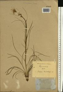 Takhtajaniantha austriaca (Willd.) Zaika, Sukhor. & N. Kilian, Восточная Европа, Северо-Украинский район (E11) (Украина)