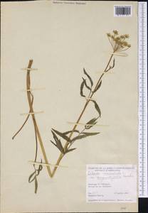 Cicuta maculata var. angustifolia Hook., Америка (AMER) (Канада)