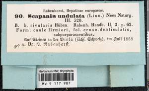 Scapania undulata (L.) Dumort., Гербарий мохообразных, Мхи - Западная Европа (BEu) (Швейцария)
