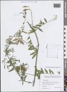 Горошек двулетний L., Восточная Европа, Северо-Западный район (E2) (Россия)