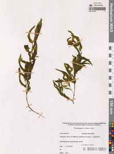 Potamogeton × nitens Weber, Сибирь, Чукотка и Камчатка (S7) (Россия)