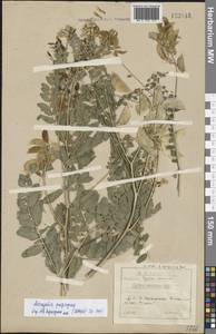 Астрагал монгольский Bunge, Сибирь, Прибайкалье и Забайкалье (S4) (Россия)