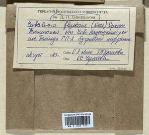 Odontoschisma fluitans (Nees) L. Söderstr. & Váňa, Гербарий мохообразных, Мхи - Западная Сибирь (включая Алтай) (B15) (Россия)