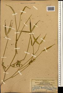 Coronilla securidaca L., Кавказ, Азербайджан (K6) (Азербайджан)
