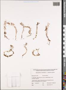 Уруть мутовчатая L., Сибирь, Чукотка и Камчатка (S7) (Россия)