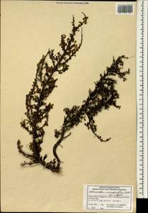 Cotoneaster microphyllus Wall. ex Lindl., Зарубежная Азия (ASIA) (КНР)
