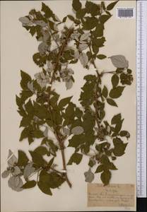 Малина обыкновенная L., Средняя Азия и Казахстан, Северный и Центральный Тянь-Шань (M4) (Казахстан)