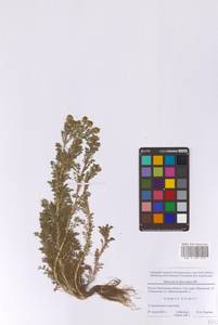 Ромашка пахучая DC., Восточная Европа, Московская область и Москва (E4a) (Россия)