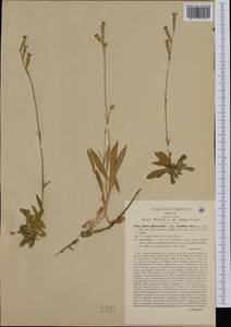 Silene ciliata subsp. graefferi (Guss.) Nyman, Западная Европа (EUR) (Италия)