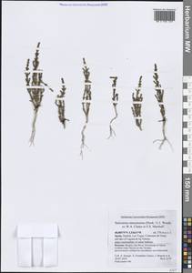 Солерос европейский L., Западная Европа (EUR) (Испания)