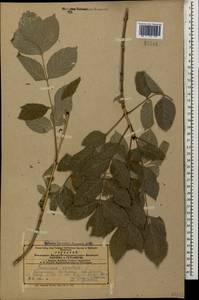 Ясень высокий, Ясень обыкновенный L., Кавказ, Азербайджан (K6) (Азербайджан)