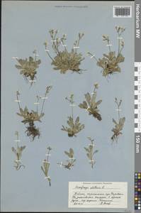 Micranthes stellaris subsp. stellaris, Восточная Европа, Северный район (E1) (Россия)