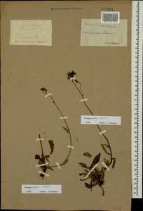 Pilosella densiflora subsp. densiflora, Восточная Европа, Центральный лесостепной район (E6) (Россия)