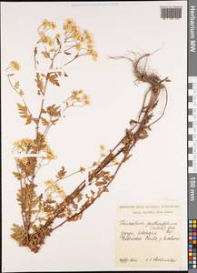Tanacetum partheniifolium (Willd.) Sch. Bip., Кавказ, Грузия (K4) (Грузия)