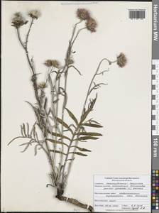 Наголоватка васильковая (L.) Rchb., Восточная Европа, Центральный лесостепной район (E6) (Россия)