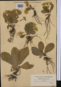 Primula vulgaris subsp. vulgaris, Западная Европа (EUR) (Австрия)