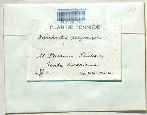 Marchantia polymorpha L., Гербарий мохообразных, Мхи - Западная Европа (BEu) (Финляндия)