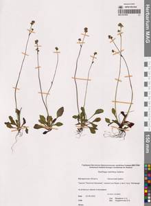 Камнеломка Редовского (Adams) Elven & D.F.Murray, Сибирь, Чукотка и Камчатка (S7) (Россия)