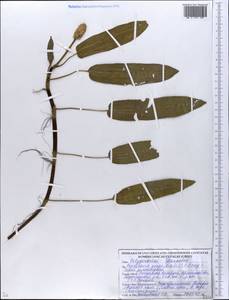Горец земноводный (L.) Gray, Восточная Европа, Белоруссия (E3a) (Белоруссия)