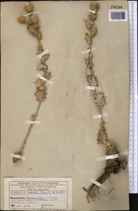 Cousinia oreodoxa Bornm. & Sint., Средняя Азия и Казахстан, Копетдаг, Бадхыз, Малый и Большой Балхан (M1) (Туркмения)