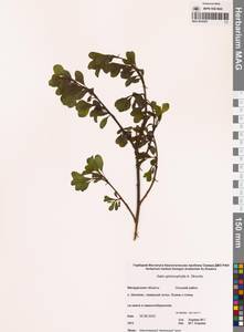 Ива клинолистная, Ива клиновидная A.K.Skvortsov, Сибирь, Чукотка и Камчатка (S7) (Россия)
