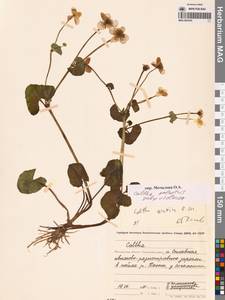 Калужница сибирская Regel, Сибирь, Чукотка и Камчатка (S7) (Россия)