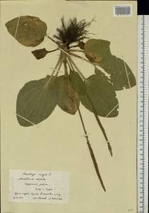 Подорожник большой L., Восточная Европа, Московская область и Москва (E4a) (Россия)