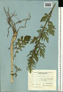 Jacobaea erucifolia subsp. grandidentata (Ledeb.) V. V. Fateryga & Fateryga, Восточная Европа, Молдавия (E13a) (Молдавия)
