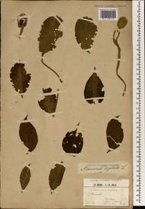 Адансония пальчатая L., Африка (AFR) (Гвинея-Бисау)