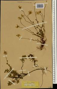 Anthemis cretica subsp. petraea (Ten.) Greuter, Зарубежная Азия (ASIA) (Турция)