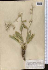 Синеголовник Бунге Boiss., Средняя Азия и Казахстан, Копетдаг, Бадхыз, Малый и Большой Балхан (M1) (Туркмения)