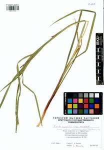 Осока водяная Wahlenb., Сибирь, Западная Сибирь (S1) (Россия)