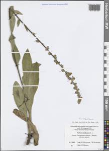Verbascum × semialbum Chaub., Восточная Европа, Западный район (E3) (Россия)