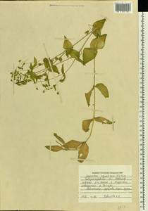 Stellaria aquatica (L.) Scop., Восточная Европа, Южно-Украинский район (E12) (Украина)