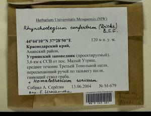 Homalothecium sericeum (Hedw.) Schimp., Гербарий мохообразных, Мхи - Северный Кавказ и Предкавказье (B12) (Россия)