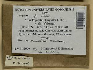 Gemmabryum dichotomum (Hedw.) J.R. Spence & H.P. Ramsay, Гербарий мохообразных, Мхи - Западная Сибирь (включая Алтай) (B15) (Россия)