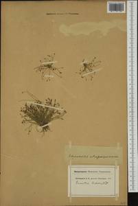 Eleocharis atropurpurea (Retz.) J.Presl & C.Presl, Западная Европа (EUR) (Швейцария)