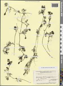 Лютик, Кавказ, Армения (K5) (Армения)