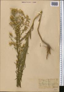 Мелколепестник канадский L., Средняя Азия и Казахстан, Западный Тянь-Шань и Каратау (M3) (Казахстан)