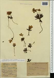 Anemonastrum narcissiflorum subsp. chrysanthum (Ulbr.) Raus, Кавказ, Грузия (K4) (Грузия)