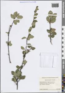 Береза приземистая Schrank, Восточная Европа, Северный район (E1) (Россия)