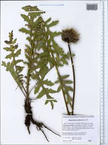 Rhaponticum uniflorum subsp. uniflorum, Сибирь, Дальний Восток (S6) (Россия)