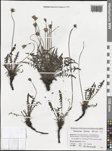 Одуванчик китайский Kitag., Сибирь, Прибайкалье и Забайкалье (S4) (Россия)