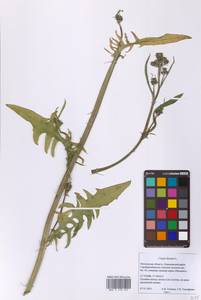 Скерда двулетняя L., Восточная Европа, Московская область и Москва (E4a) (Россия)