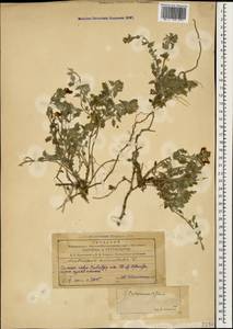 Scutellaria prilipkoana Grossh., Кавказ, Азербайджан (K6) (Азербайджан)