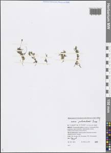 Звездчатка цветоножковая, Звездчатка стебельчатая Bunge, Сибирь, Западная Сибирь (S1) (Россия)