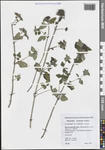 Пахучка обыкновенная L., Кавказ, Краснодарский край и Адыгея (K1a) (Россия)