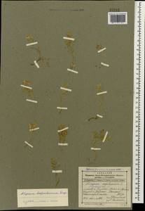 Alyssum dagestanicum Rupr., Кавказ, Дагестан (K2) (Россия)