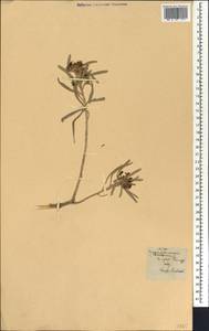 Cneorum pulverulentum Vent., Африка (AFR) (Испания)